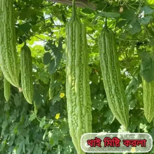 থাই মিষ্টি করলার বীজ ২ প্যাকেট ৫০০ টাকা