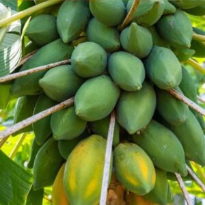 PAPY ১ প্যাকেট হাইব্রিড গ্রিন লেডী পেপে বীজ ৩৫০ টাকা