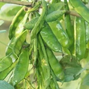 ২  প্যাকেট বারি ৫ জাতের শিম বীজ ৩৯৯ টাকা