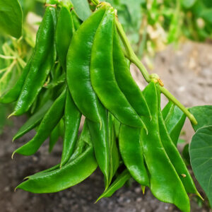 ২  প্যাকেট  কেরালা বীজ