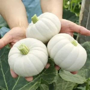 ১ প্যাকেট Sweet Kumra Seeds- Sweet Pumpkin Japanese