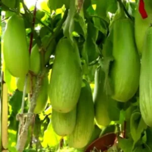 ১ প্যাকেট   বারি বেগুন-১২ বীজ
