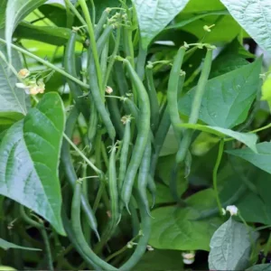 ১০ প্যাকেট কাটো জাতের বরবটি ১৪০০ টাকা
