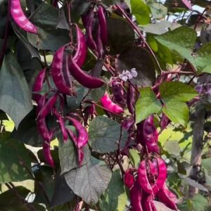 রঙ্গিলা সিম 2 প্যাকেট  ৫৫০ টাকা