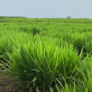 স্মার্ট নেপিয়ার ঘাস বীজ ১ কেজি