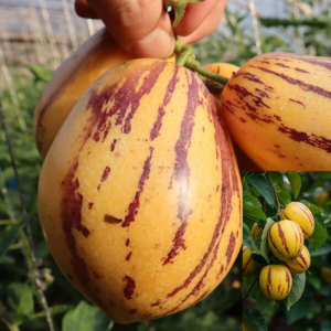 ১ প্যাকেট কিনলে ১ প্যাকেট ফ্রি ৯oo টাকা Pepino