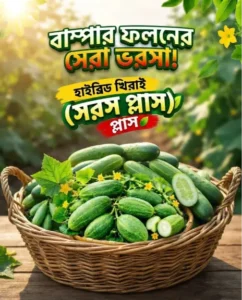 হাইব্রিড খিরাই - সরস প্লাস 500gm