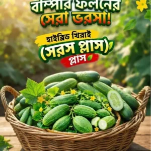 হাইব্রিড খিরাই - সরস প্লাস 10gm